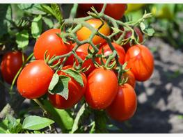 Pomidor śliwkowy - zdjęcie 1