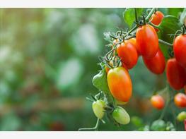 Pomidor śliwkowy - zdjęcie 4