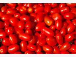 Pomidor śliwkowy - zdjęcie 5