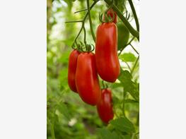Pomidor 'Auria' - zdjęcie 3
