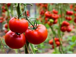 Pomidor 'Julia' - zdjęcie 1