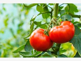 Pomidor 'Betalux' - zdjęcie 1