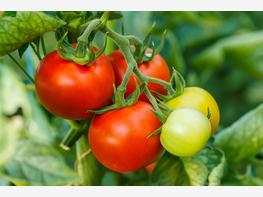 Pomidor 'Betalux' - zdjęcie 2