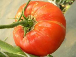 Pomidor 'Brutus' - zdjęcie 4