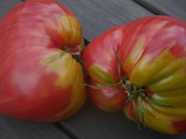 Pomidor Bawole Serce - zdjęcie 1