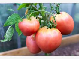 Pomidor Bawole Serce - zdjęcie 2