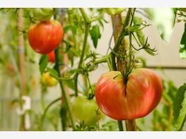 Pomidor Bawole Serce - zdjęcie 3