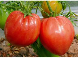 Pomidor Bawole Serce - zdjęcie 4