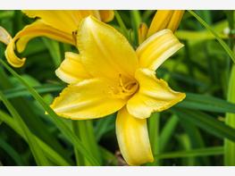 Liliowiec żółty - zdjęcie 2