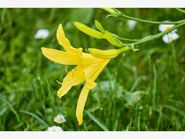 Liliowiec żółty - zdjęcie 4