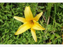 Liliowiec żółty - zdjęcie 5