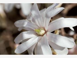 Magnolia japońska - zdjęcie 2