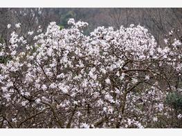 Magnolia japońska - zdjęcie 3