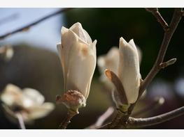 Magnolia japońska - zdjęcie 5
