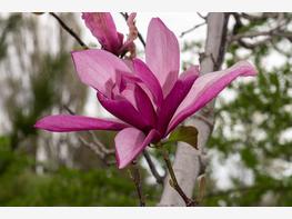 Magnolia 'Galaxy' - zdjęcie 2