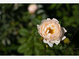 Róża wielkokwiatowa 'Chopin' - zdjęcie 2