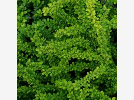 Berberys Thunberga 'Green Carpet' - zdjęcie 4