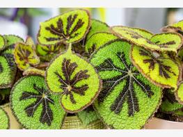 Begonia Masona - zdjęcie 1