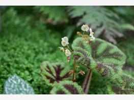 Begonia Masona - zdjęcie 2