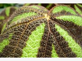 Begonia Masona - zdjęcie 3