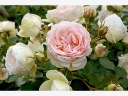 Róża parkowa 'Eden Rose' - zdjęcie 2
