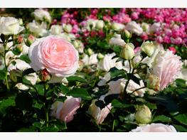 Róża parkowa 'Eden Rose' - zdjęcie 3