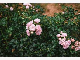 Róża rabatowa 'Bonica'