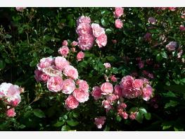 Róża rabatowa 'Bonica' - zdjęcie 3
