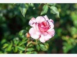 Róża rabatowa 'Bonica' - zdjęcie 5