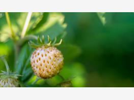 Truskawka 'Pineberry' - zdjęcie 4