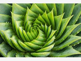 Aloes wielkolistny - zdjęcie 3