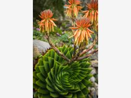 Aloes wielkolistny - zdjęcie 5