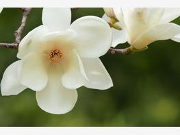 Magnolia naga - zdjęcie 4