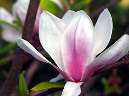 Magnolia pośrednia 'Alexandrina' - zdjęcie 4