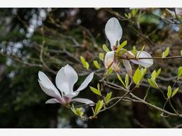 Magnolia pośrednia 'Alexandrina' - zdjęcie 5