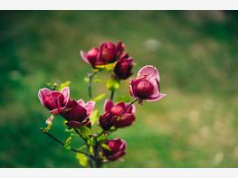 Magnolia pośrednia 'Black Tulip' - zdjęcie 2