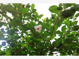 Magnolia Siebolda - zdjęcie 2
