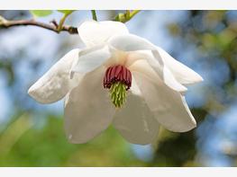 Magnolia Siebolda - zdjęcie 3