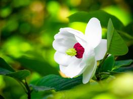 Magnolia Siebolda - zdjęcie 4