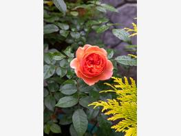 Róża wielkokwiatowa 'Duchess of Cornwall' - zdjęcie 2