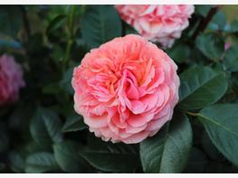 Róża wielkokwiatowa 'Duchess of Cornwall' - zdjęcie 5