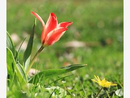 Tulipan Greiga - zdjęcie 3