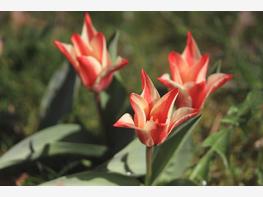 Tulipan Greiga - zdjęcie 4