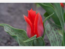 Tulipan Greiga - zdjęcie 5