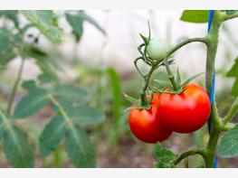 Pomidor koktajlowy - zdjęcie 5