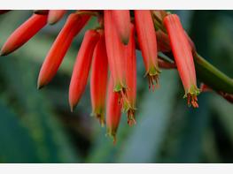 Aloes drzewiasty - zdjęcie 4