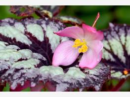 Begonia królewska - zdjęcie 3