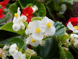 Begonia stale kwitnąca - zdjęcie 3