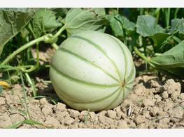 Ogórek melon - zdjęcie 2
