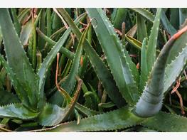 Aloes zwyczajny - zdjęcie 2